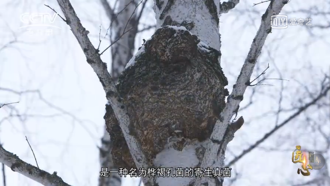 ‌从疲惫到活力：白桦茸引领亚健康人群保健新风尚!