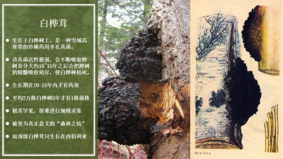 健康守护者白桦茸，全方位提升免疫力！