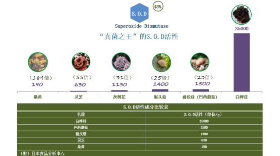 白桦茸的“不老传说”：如何助力人们保持活力？