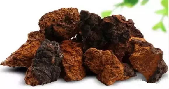 桦树茸的十大功效：科学验证的深度剖析