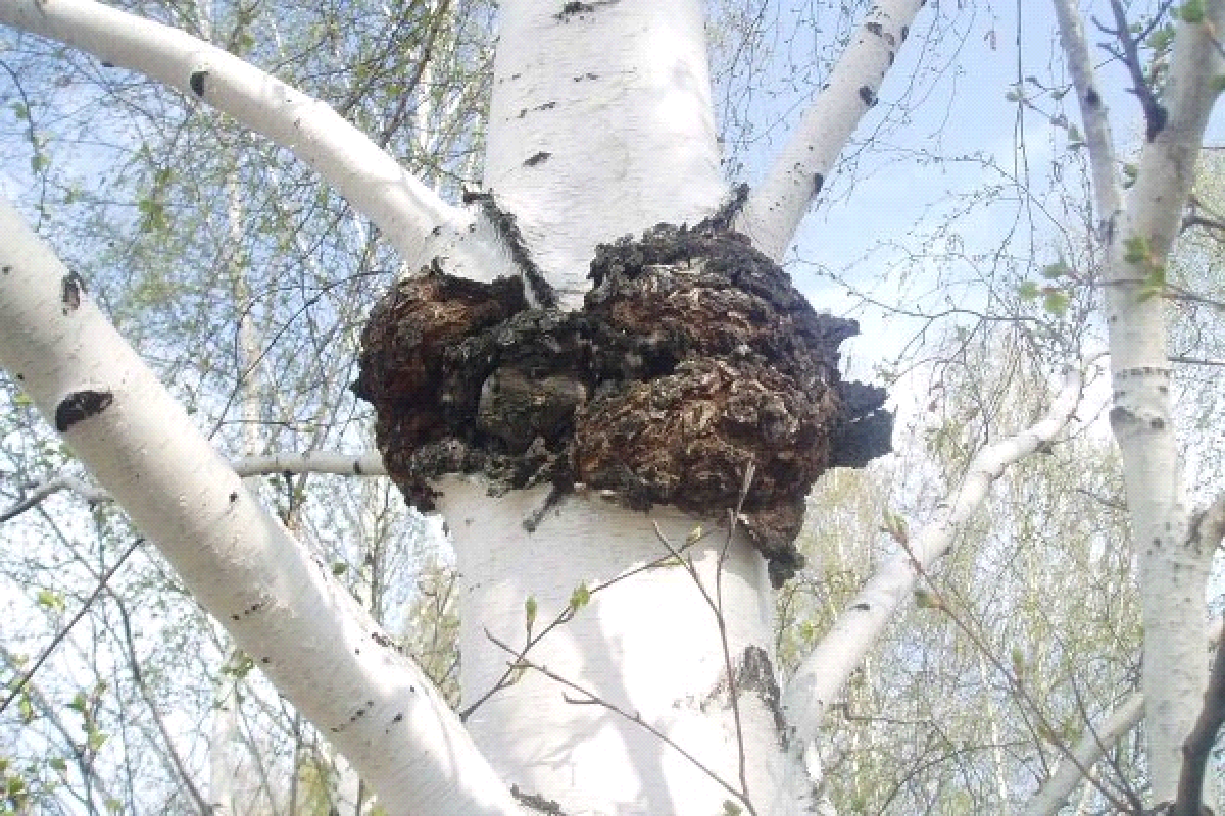 桦树茸、白桦茸和桦褐孔菌有什么区别？