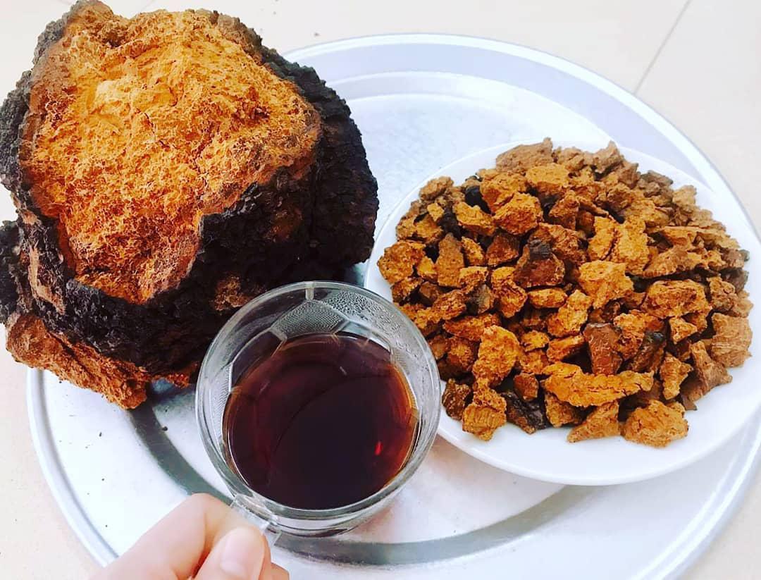 园艺生态对健康的深层次含义：以滋得洛夫白桦茸为例