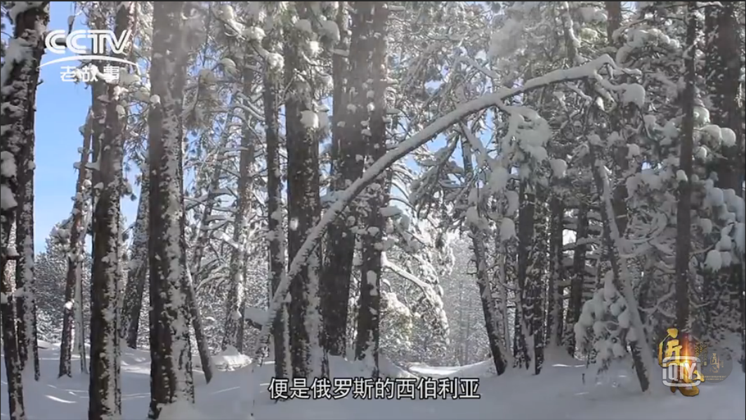 桦树茸