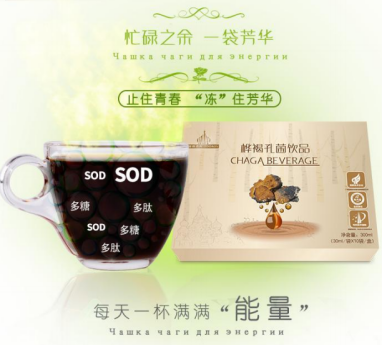 白桦茸