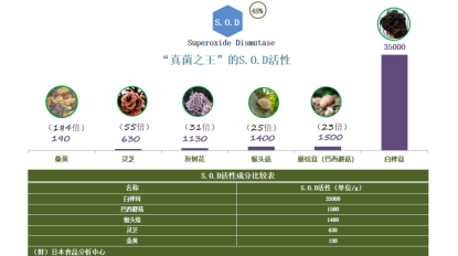 ‌从“树皮”到餐桌：白桦茸入馔的三大黄金搭配法则
